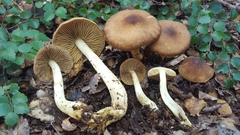 Cortinarius stenophryx