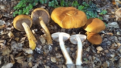 Cortinarius castoreus
