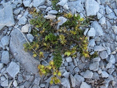 Gingidia decipiens