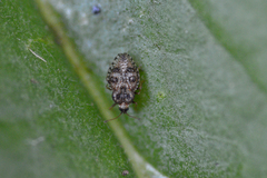 Dictyla rotundata