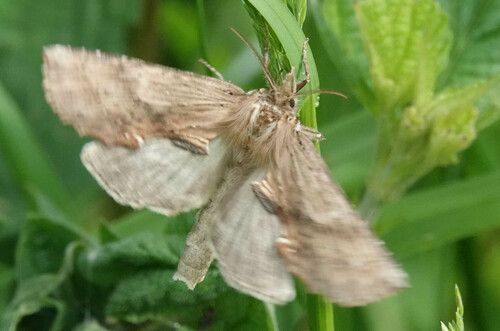Pale Prominent, Krimpen aan de Lek, Nederland, photo 7 of 10