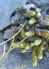 Helichrysum coralloides