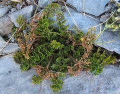 Gingidia decipiens