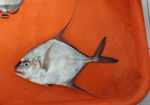 Threadfin jack (Carangoides otrynter) — Carangidae — 3