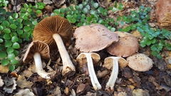 Cortinarius alboroseus