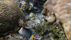 Chaetodontoplus mesoleucus