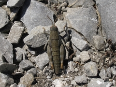 Brachaspis collinus