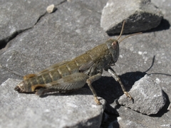 Brachaspis collinus