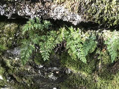 Asplenium richardii