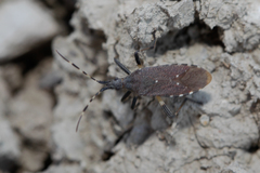 Dicranocephalus agilis