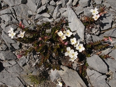 Epilobium vernicosum