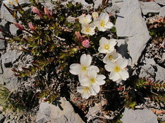 Epilobium vernicosum