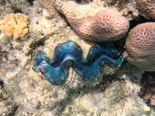 Small Giant Clam — seen at this dive site
