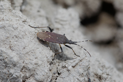 Dicranocephalus agilis