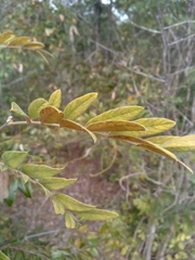 Millettia