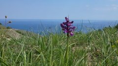 Anacamptis morio caucasica