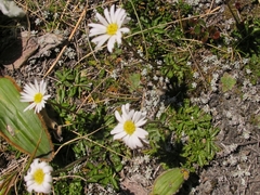 Brachyscome sinclairii