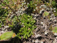 Brachyscome sinclairii