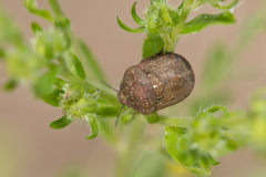 Psacasta exanthematica