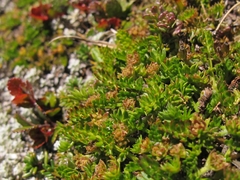Anisotome imbricata prostrata