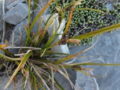 Carex wakatipu