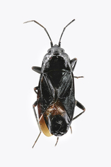 Aphanus rolandri