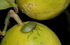 Biprorulus bibax