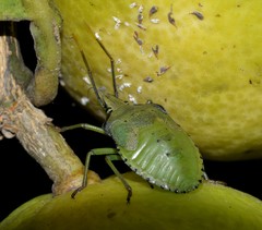 Biprorulus bibax