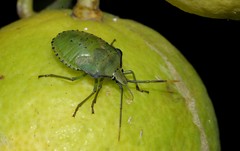 Biprorulus bibax