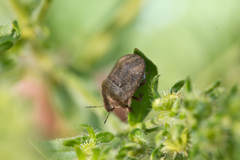 Psacasta exanthematica