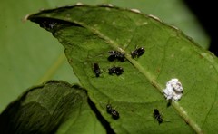 Technomyrmex jocosus