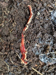 Arthurdendyus testaceus