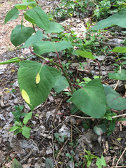 Reynoutria × bohemica