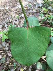 Reynoutria × bohemica
