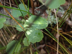 Hydrocotyle pterocarpa