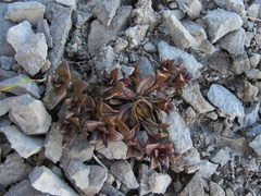 Gentianella filipes