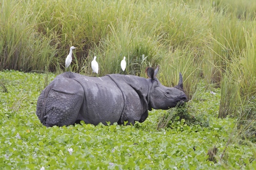 Indian Rhinoceros, photo 5 of 10