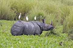 Rhinoceros unicornis