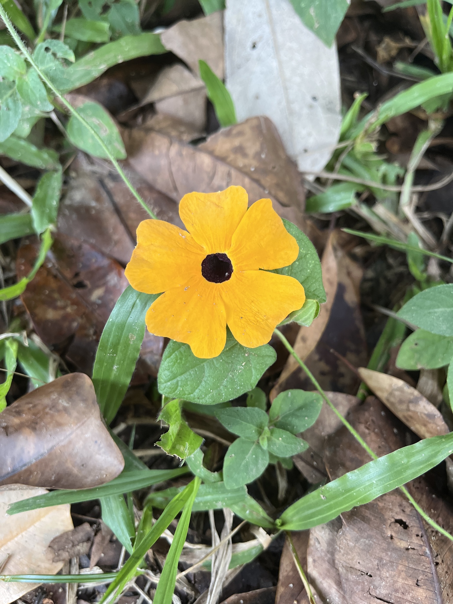Thunbergia alata