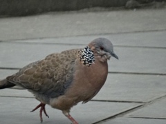 Streptopelia chinensis