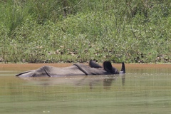 Rhinoceros unicornis