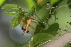 Hydrobasileus croceus