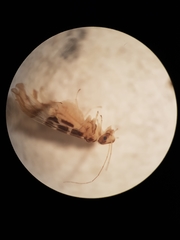 Stenopsocidae