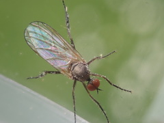Empis nuntia
