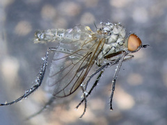 Empis nuntia