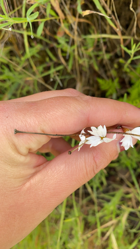 iNaturalist observation photo of San Francisco woodland-star