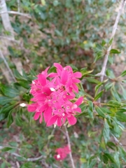 Carphalea