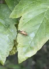 Cantharis decipiens