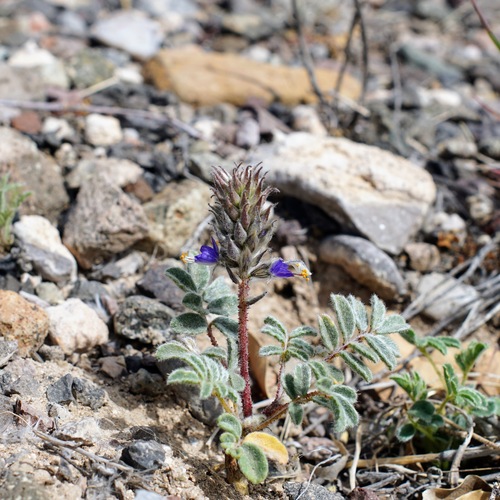 Image of Dalea lachnostachys by (c) Andrew Tree, some rights reserved (CC BY)
