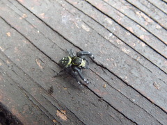 Carrhotus sannio